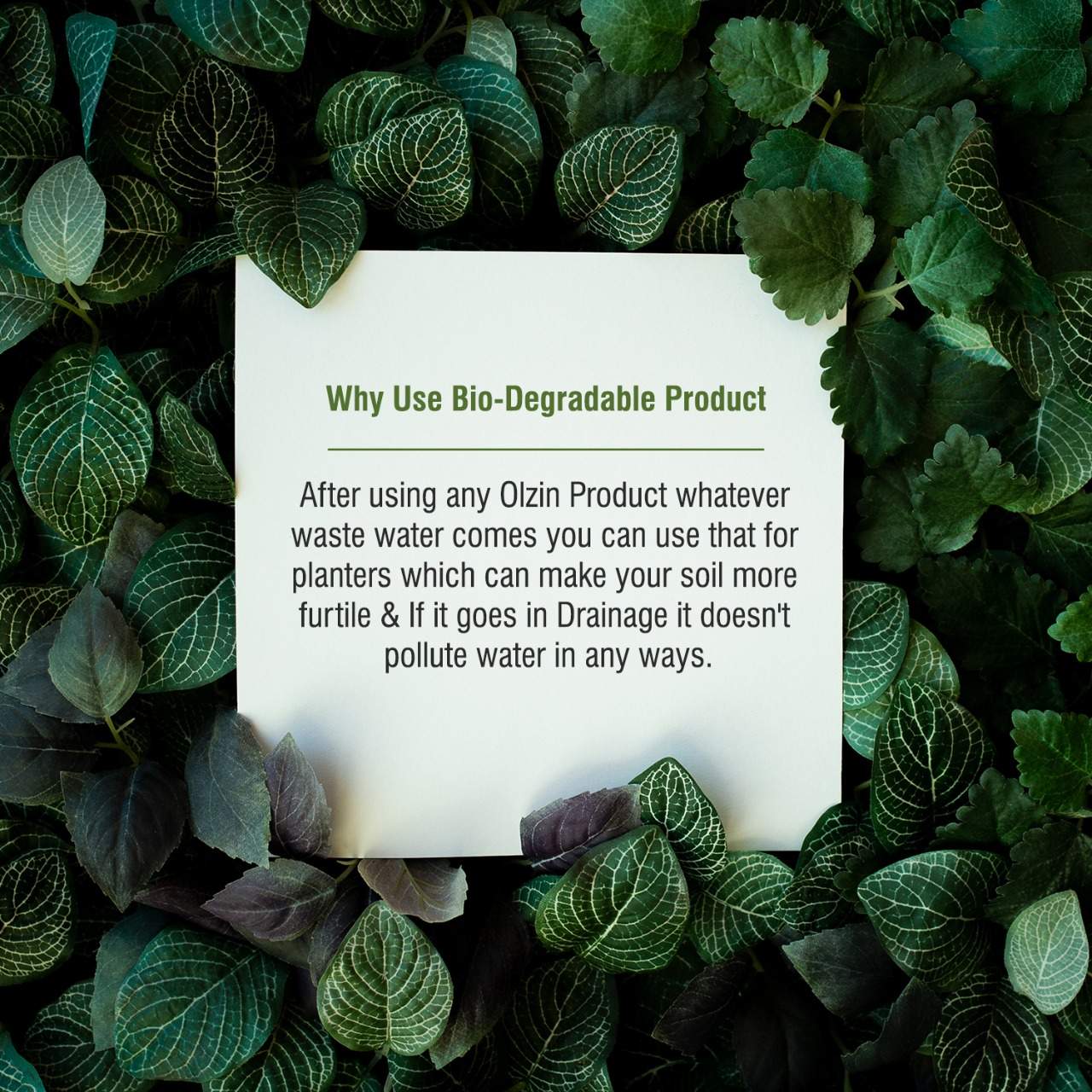 Olzin Toilet Cleaner