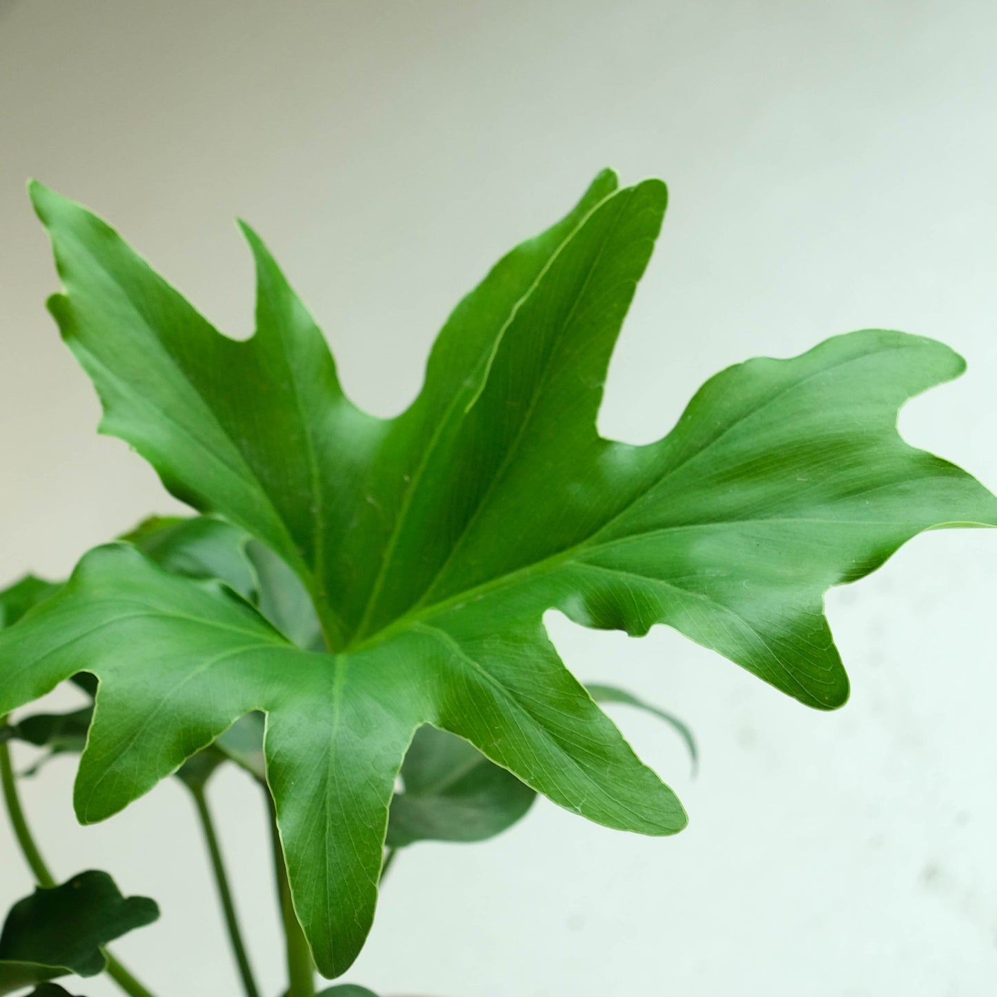 Rooted Philodendron Plant