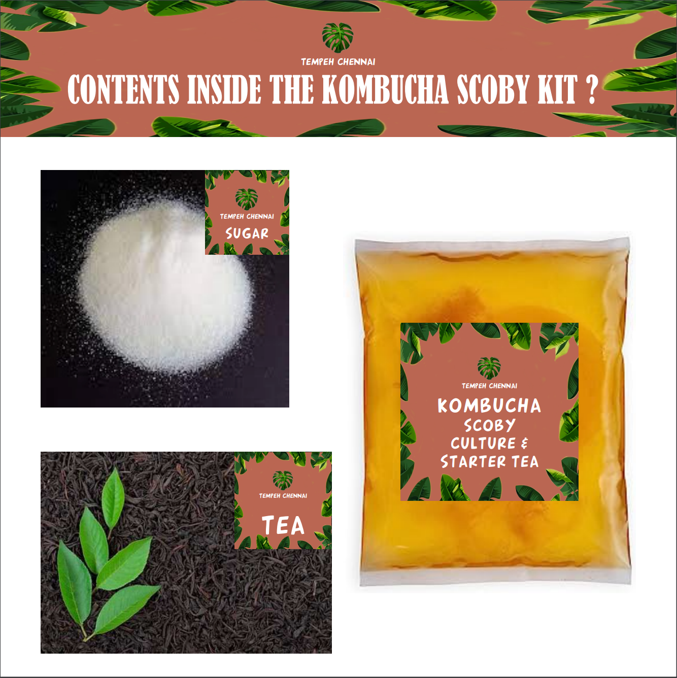 Tempeh Chennai Kombucha Brewing Starter Kit (Basic)- Make your own kombucha at Home