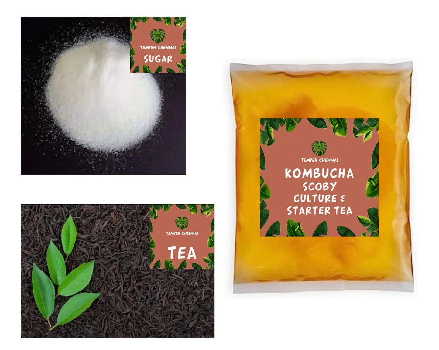 Tempeh Chennai Kombucha Brewing Starter Kit (Basic)- Make your own kombucha at Home
