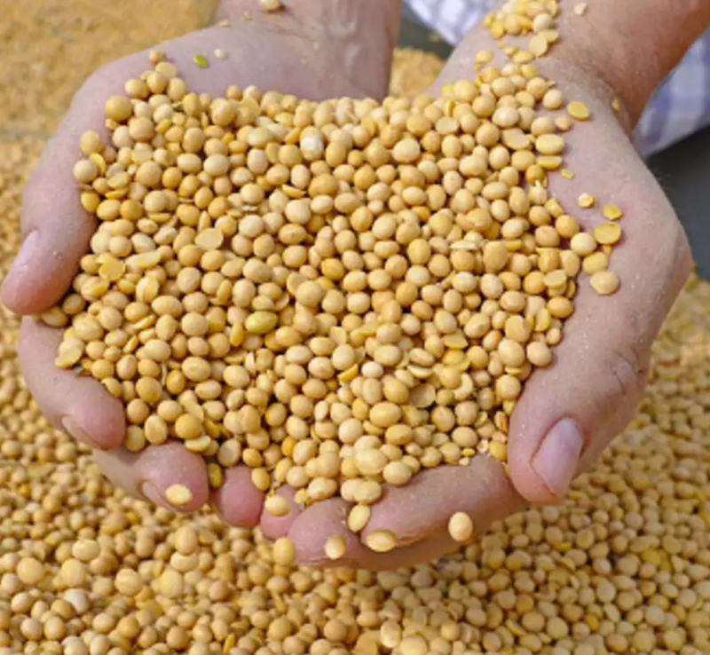 TempehChennai | Whole Soy Bean - Non GMO, High Protein- 500 gm