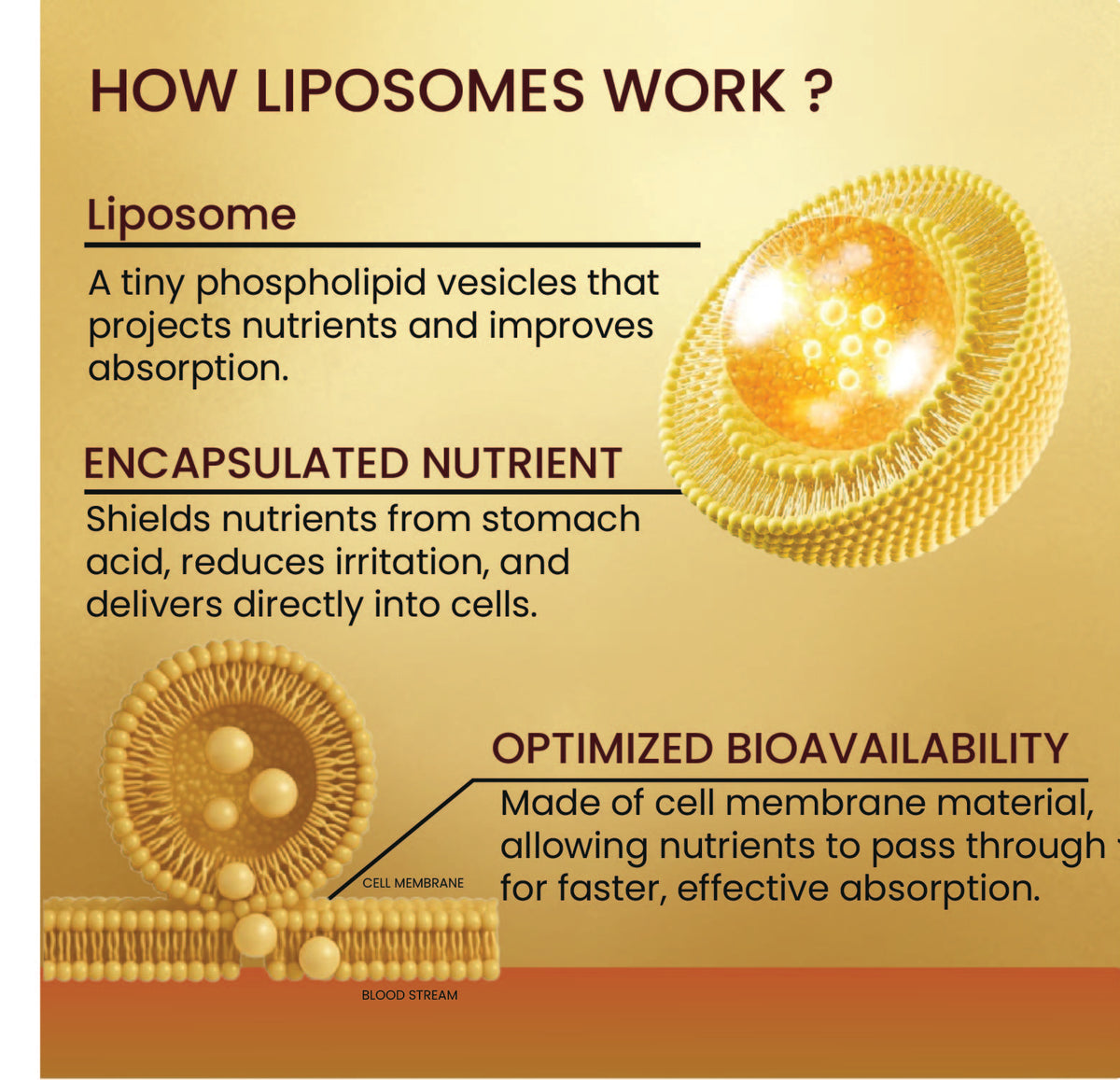 Vlado’s Himalayan Organics Liposomal Curcumin 2200 mg+ with BioPerine & Herbal Extracts – 60 Vegetarian Tablets