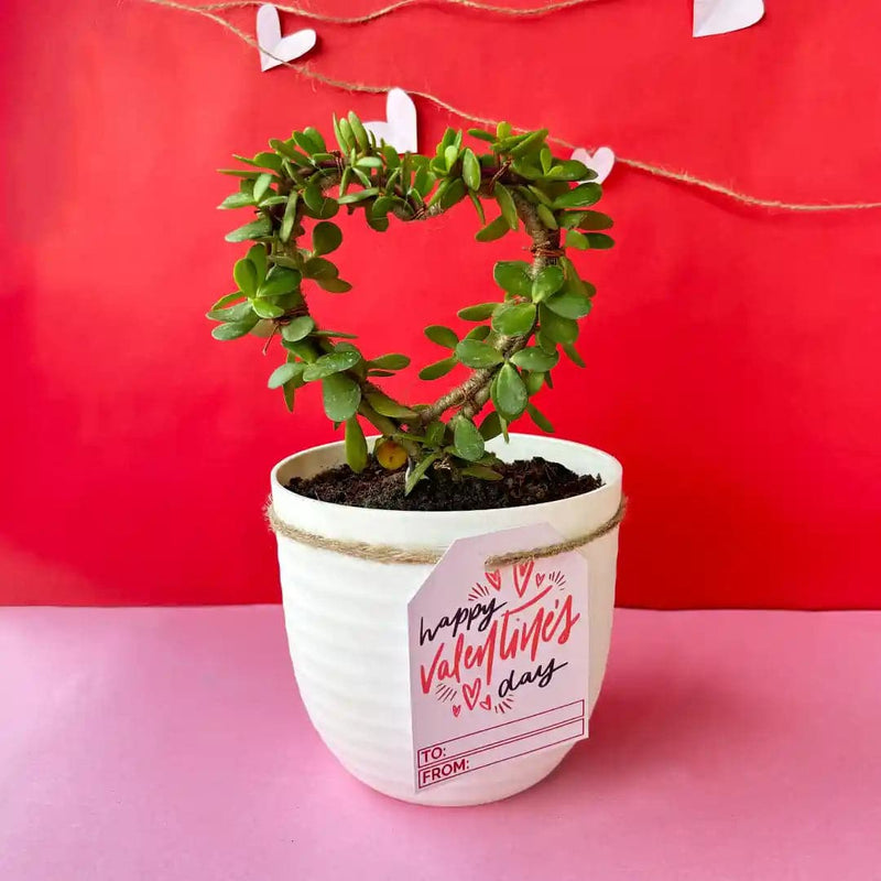 Rooted Heart-Shaped Jade Plant