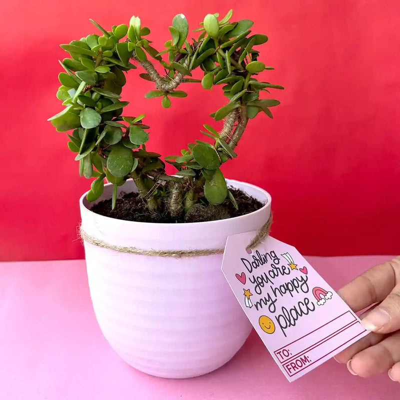 Rooted Heart-Shaped Jade Plant