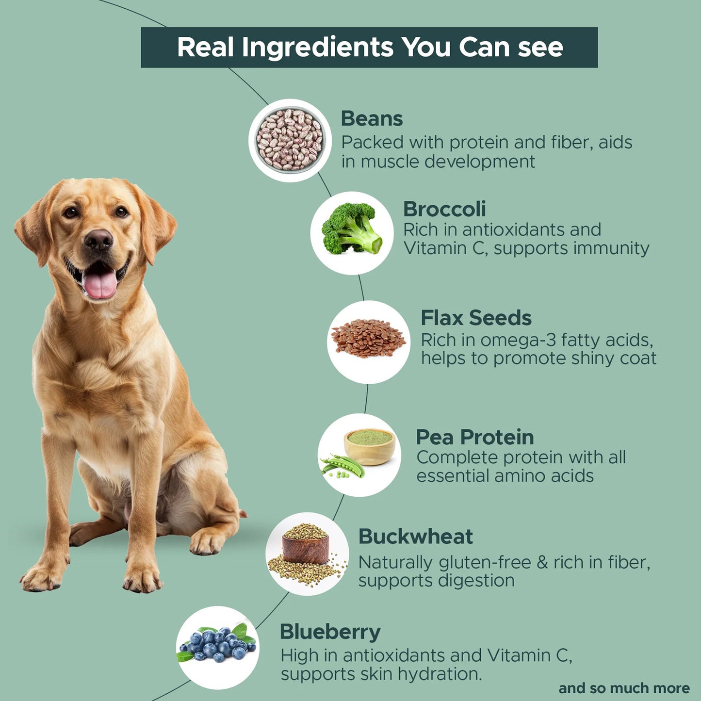 FURRMATE Fresh Wet Dog Food | Hypoallergenic & Gluten-free | NO-Fish Dish (300g)