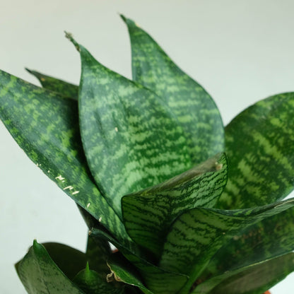 Rooted Snake Plant