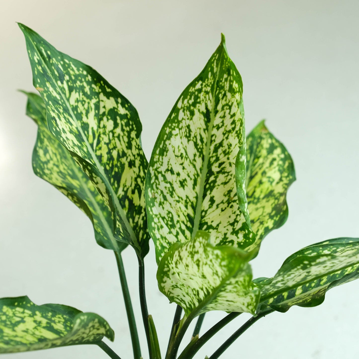 Rooted Aglaonema Plant