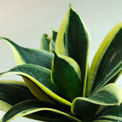 Rooted Snake Plant