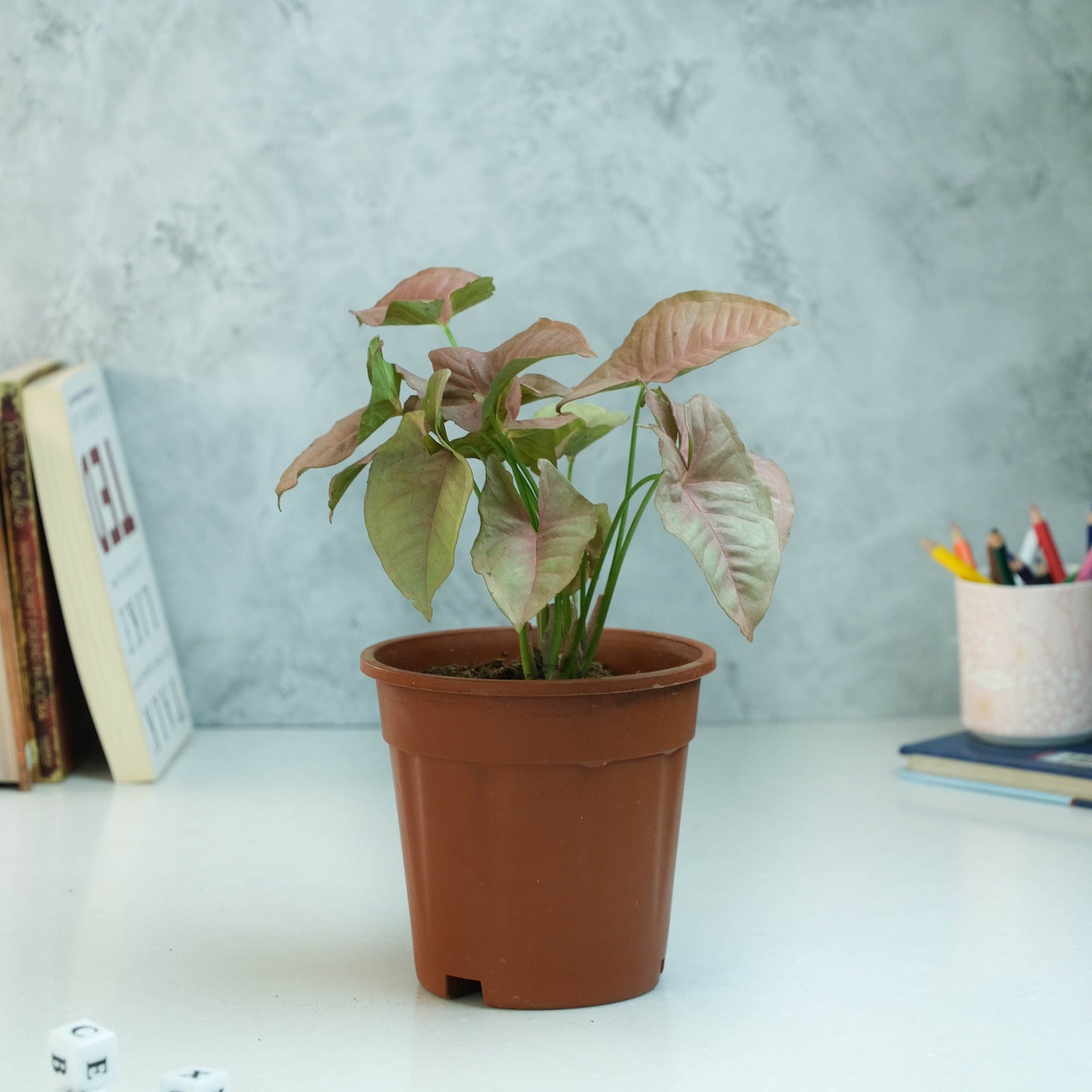 Rooted Syngonium Plant