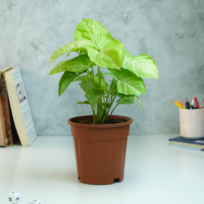 Rooted Syngonium Plant