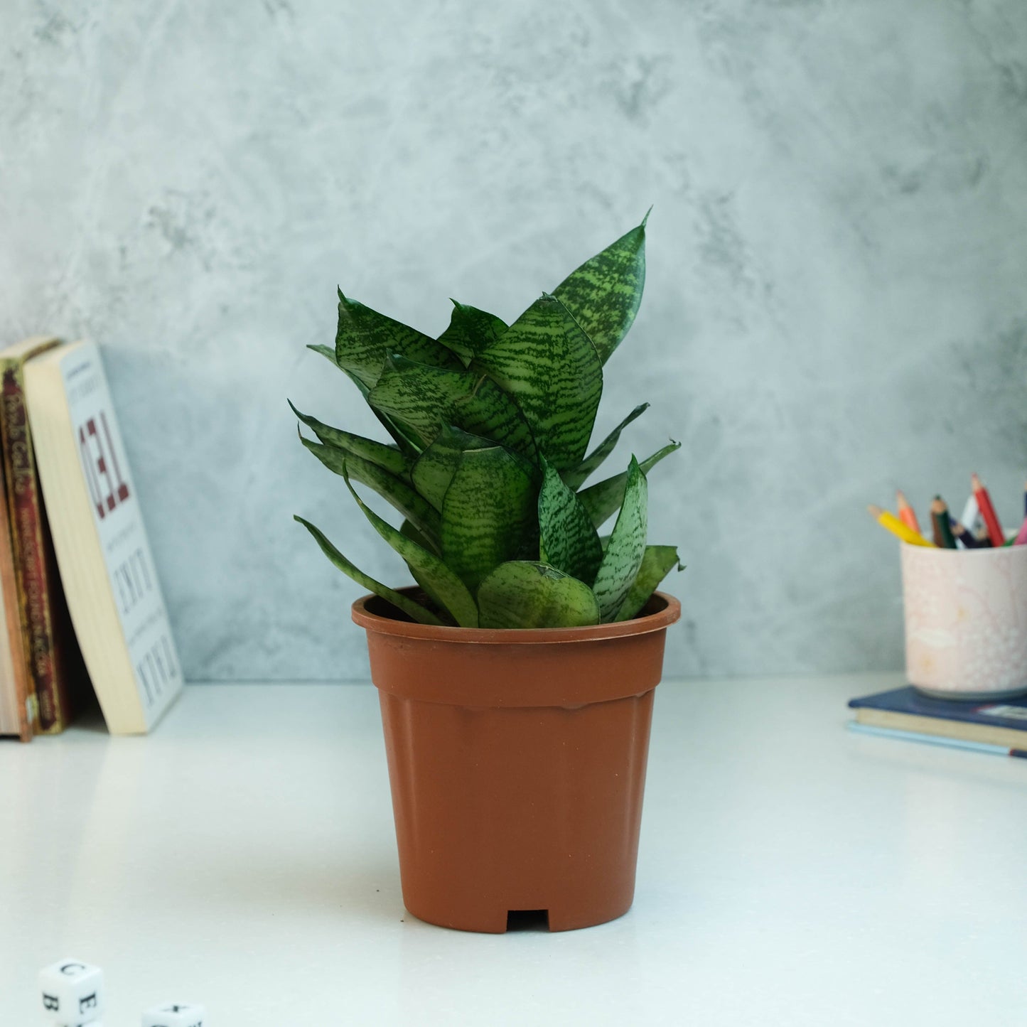 Rooted Snake Plant