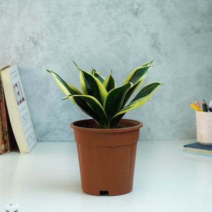 Rooted Snake Plant