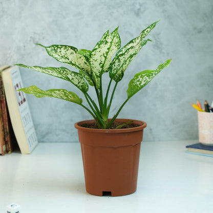 Rooted Aglaonema Plant