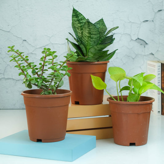 Rooted Air Purifying Plants Bundle