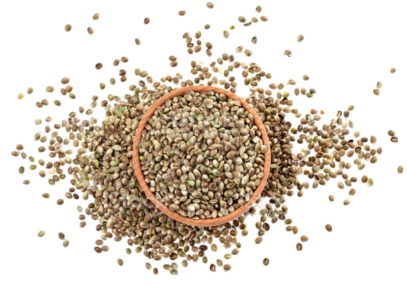 INDUS HEMP - NATURAL HEMP SEEDS  | Rich in protein & Dietary Fibre | Boosts Immunity | Plant based and Gluten-free